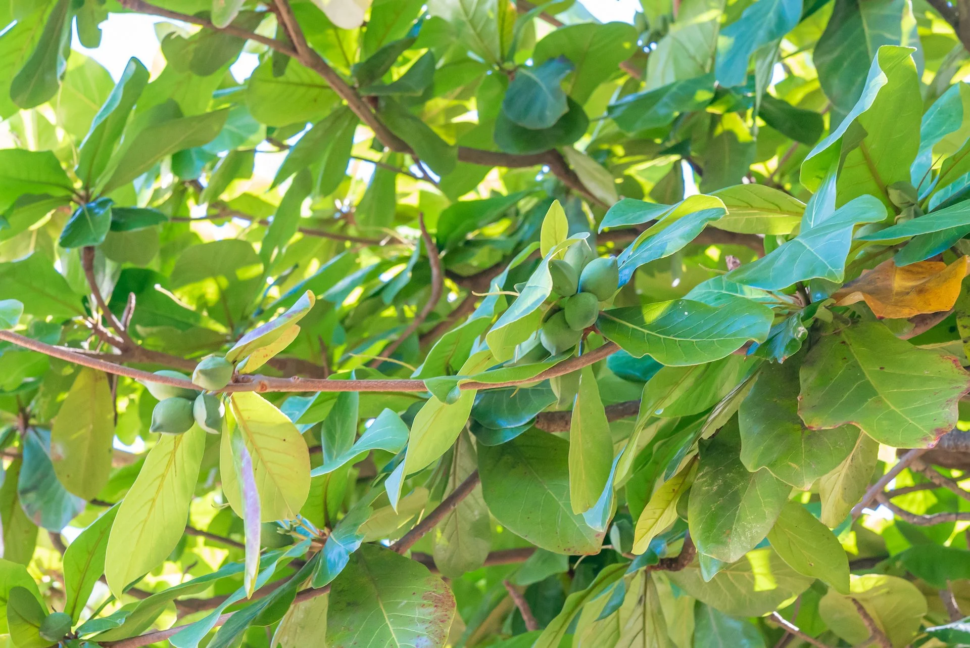 Almond Market Objective Forecast