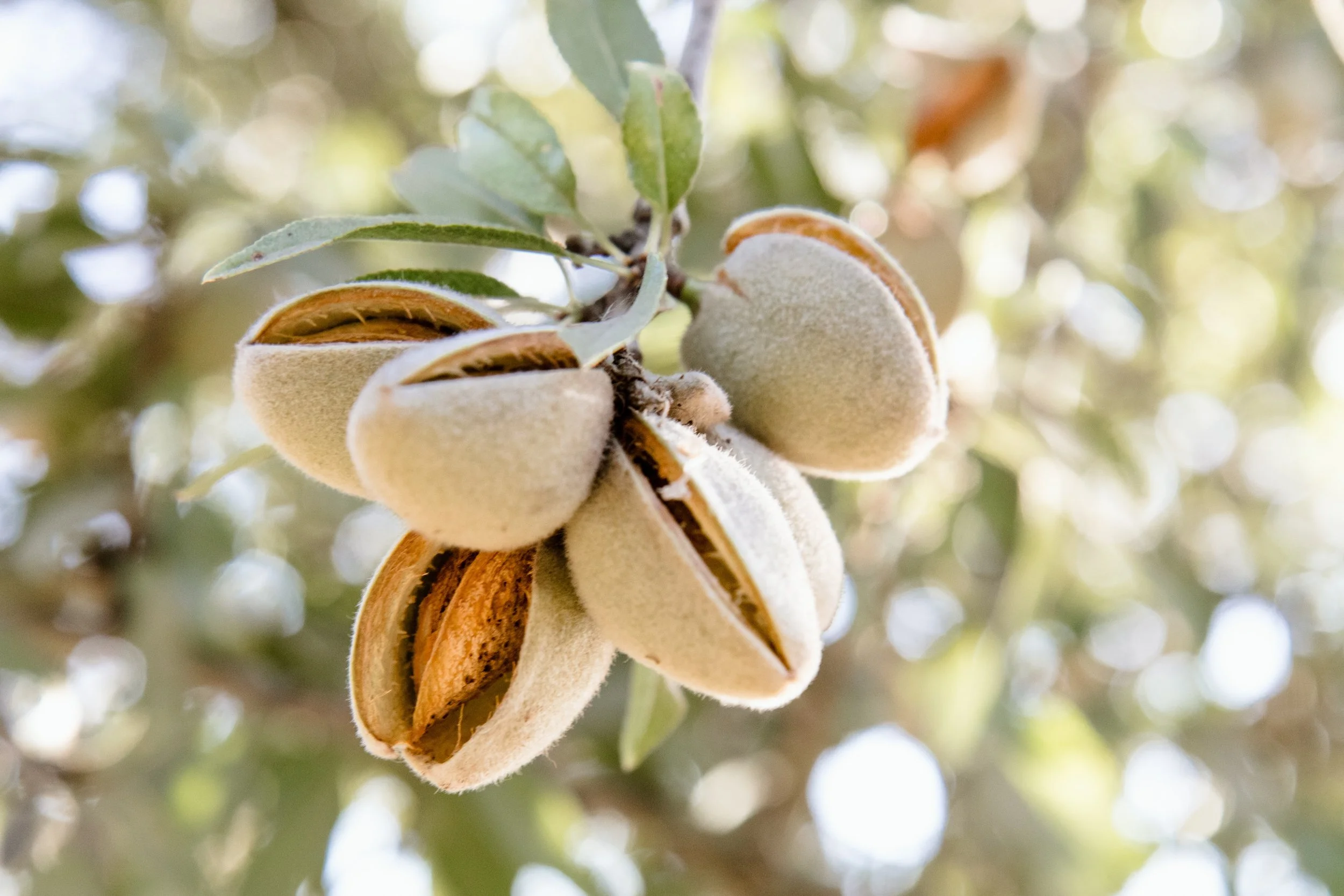 The Inside Scoop on Almond Sustainability