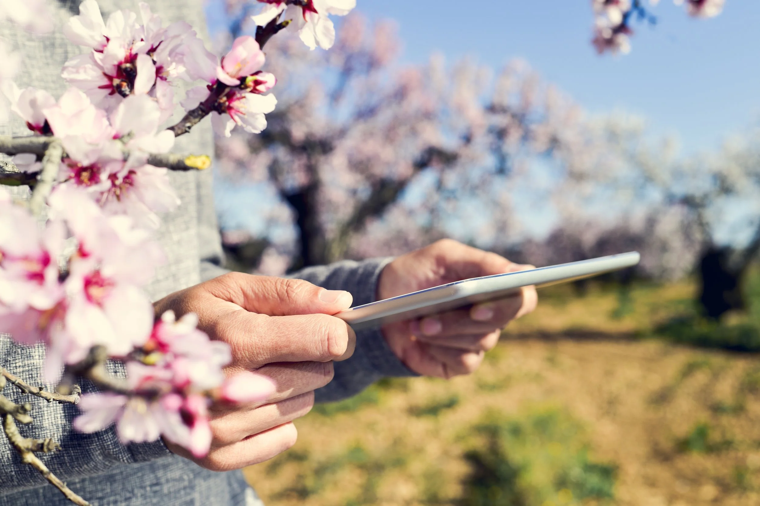 Almond  Market Update – July 2023