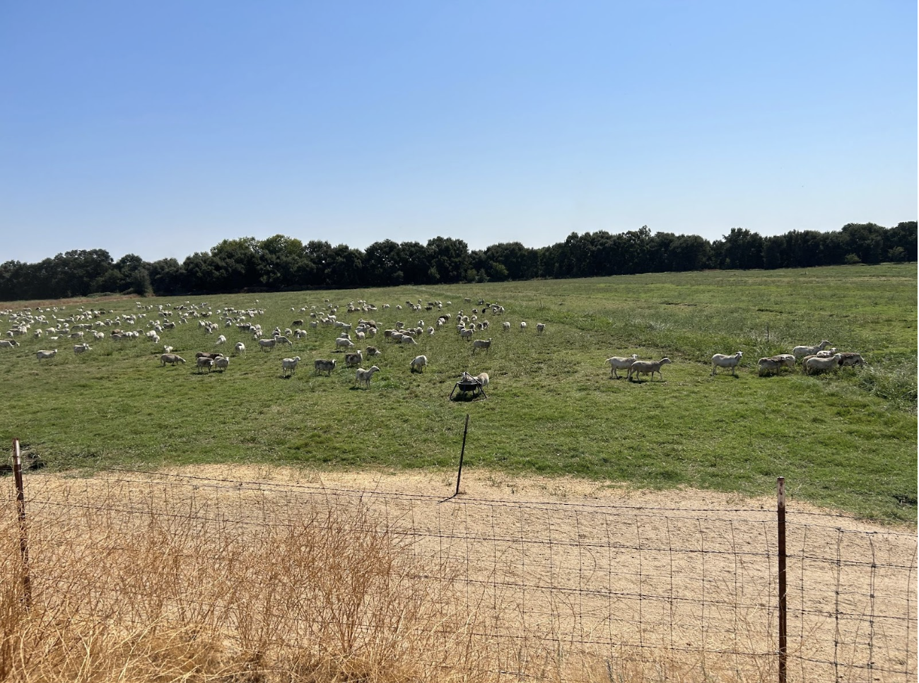 Regenerative Insights – from a Farm Tour